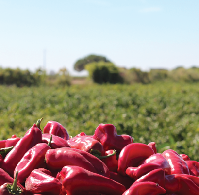 Produtores do Ribatejo